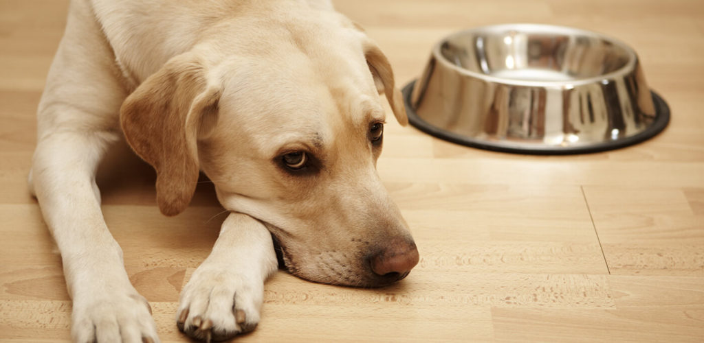 Dog next to empty food bowl