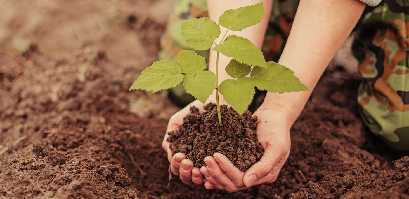 Planting a tree